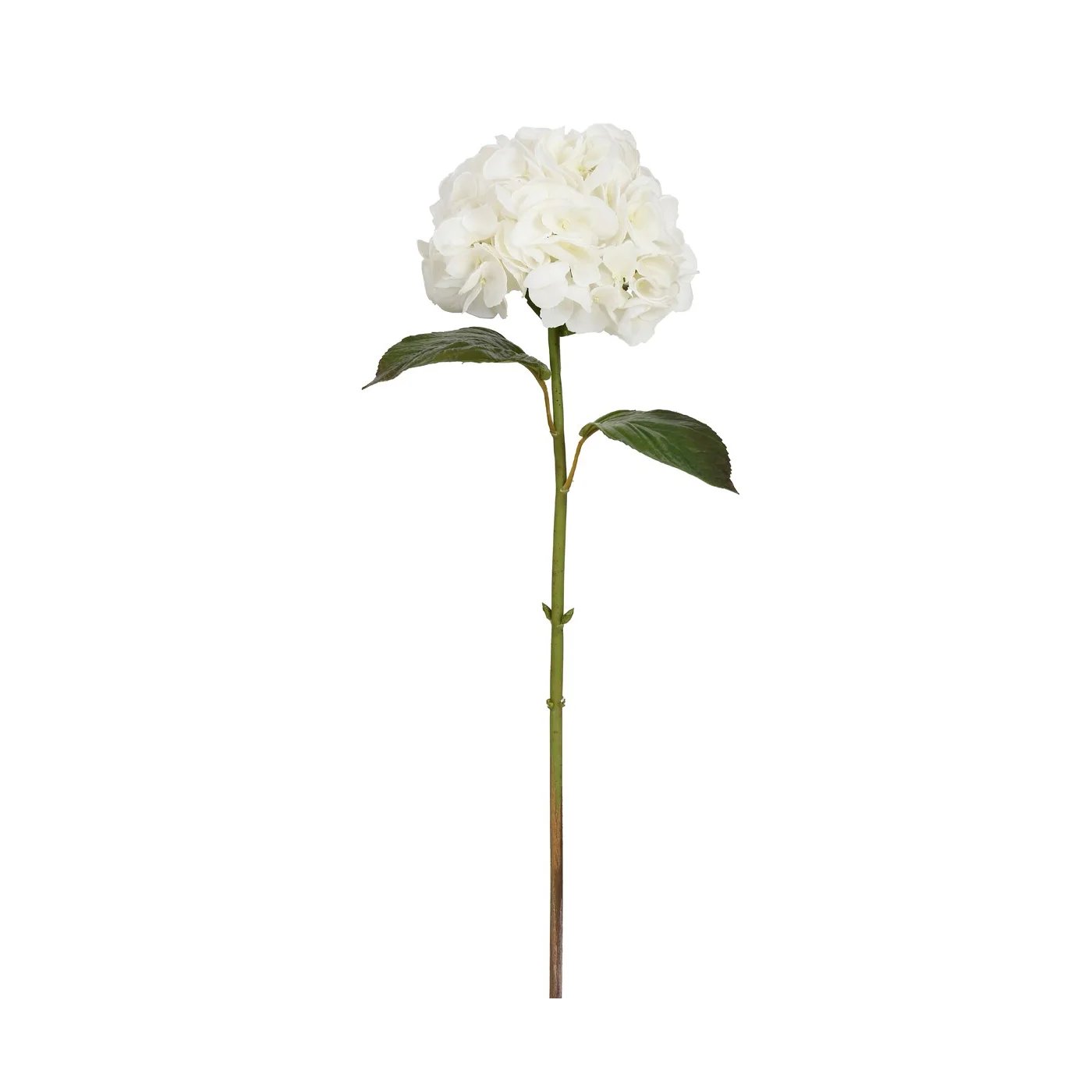Winward 29" Hydrangea