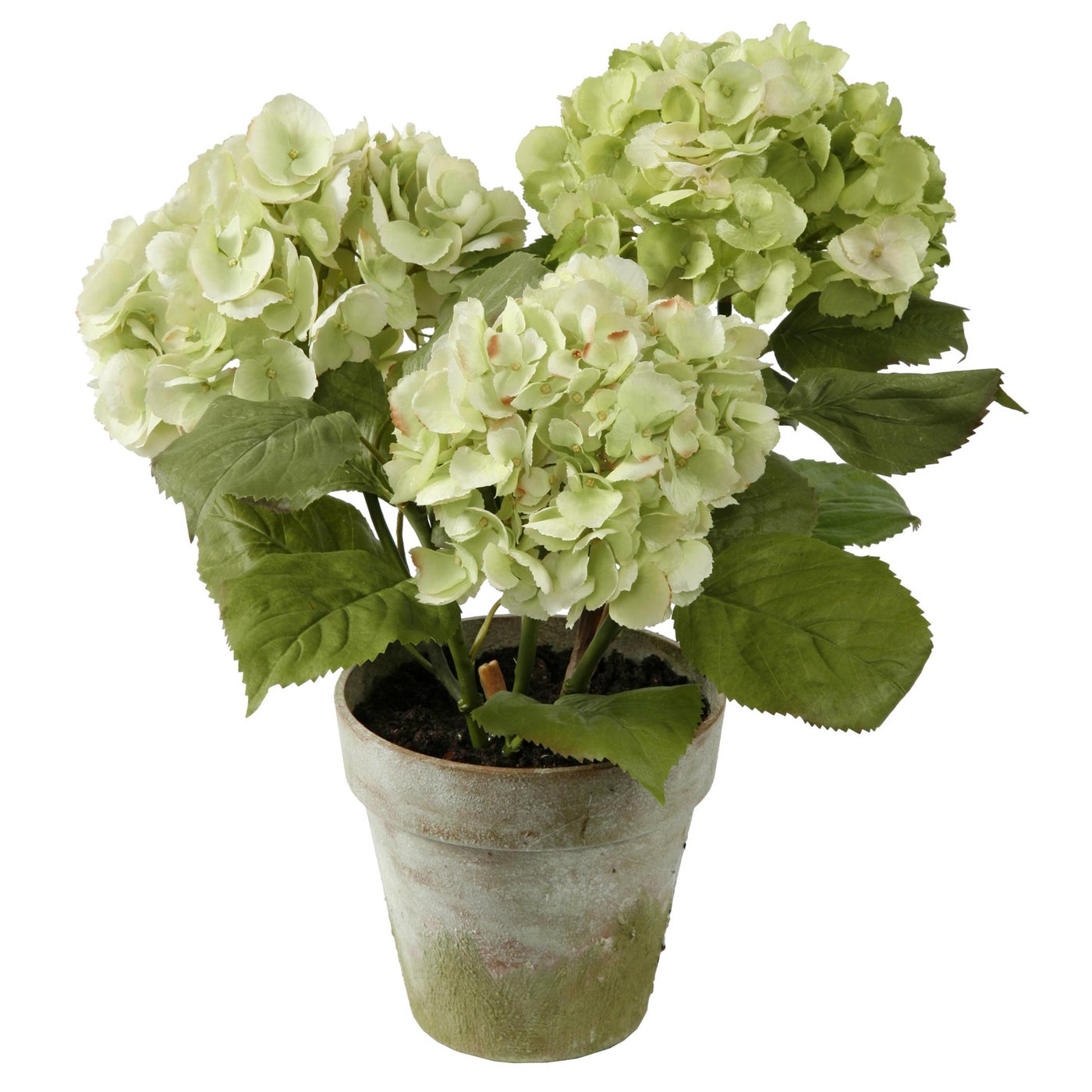 Winward Hydrangea x 3 Potted 19"