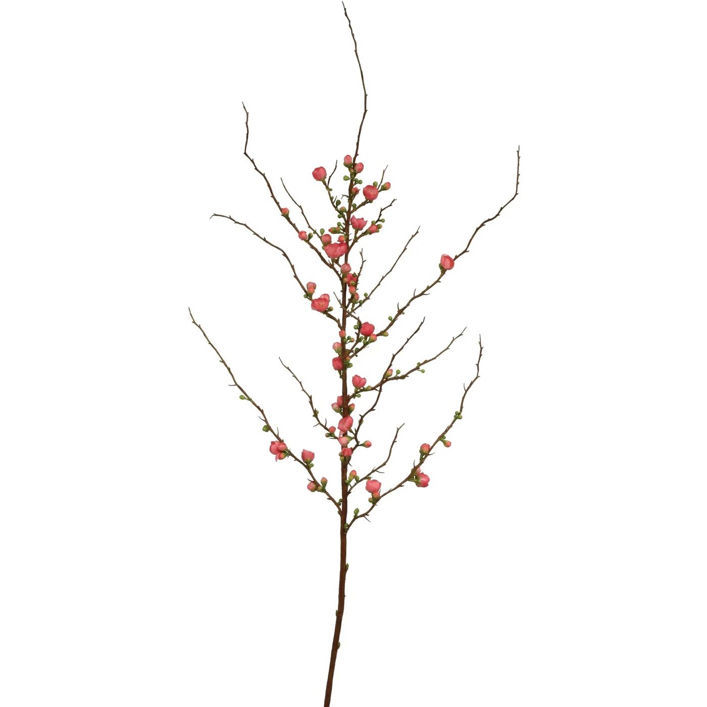 Winward 59.5" Blossom Peach