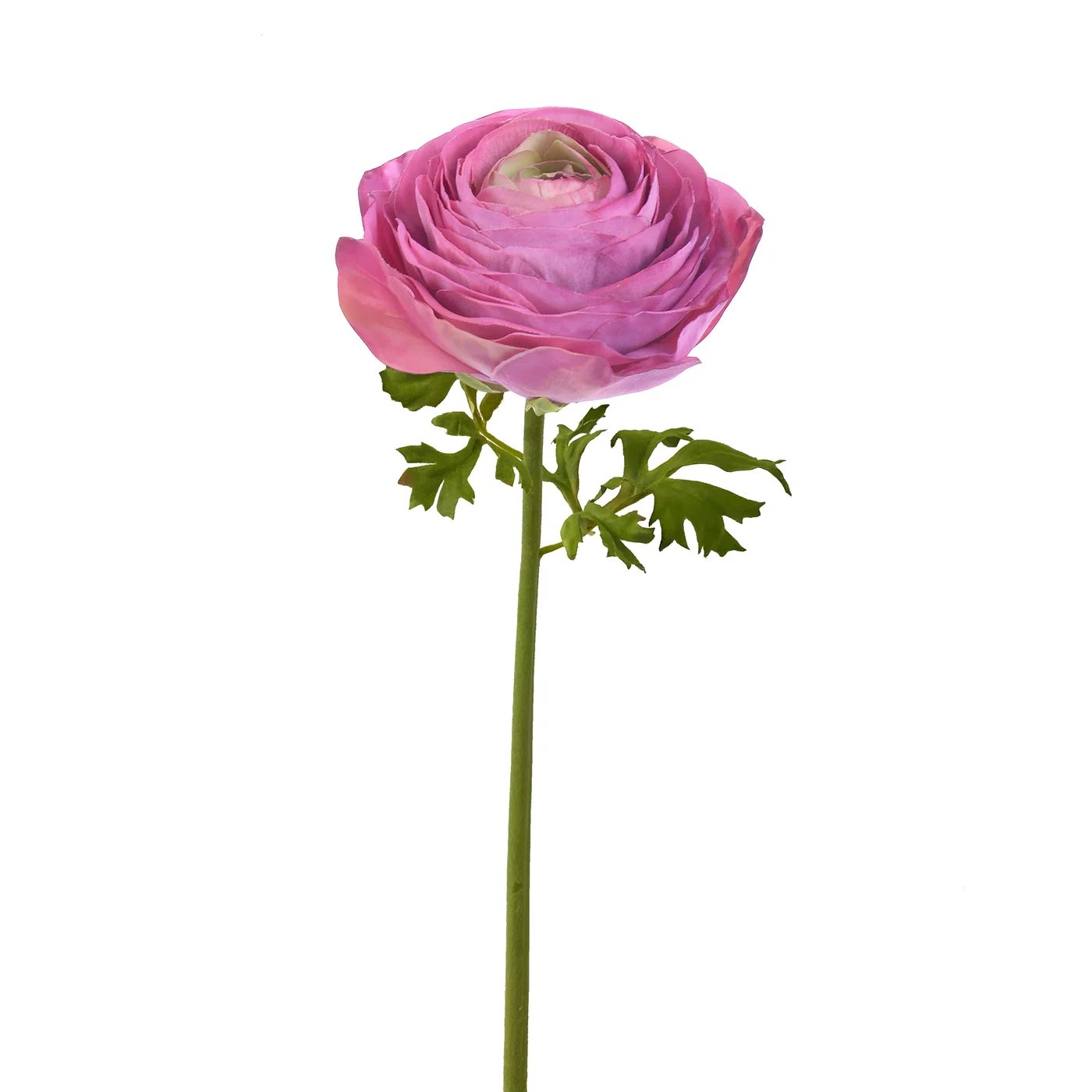 An image of Winward 22" Ranunculus