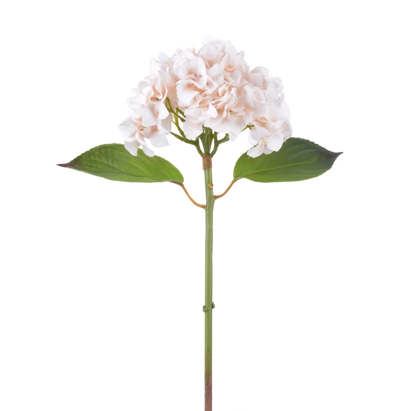 Winward 25" Dahlia