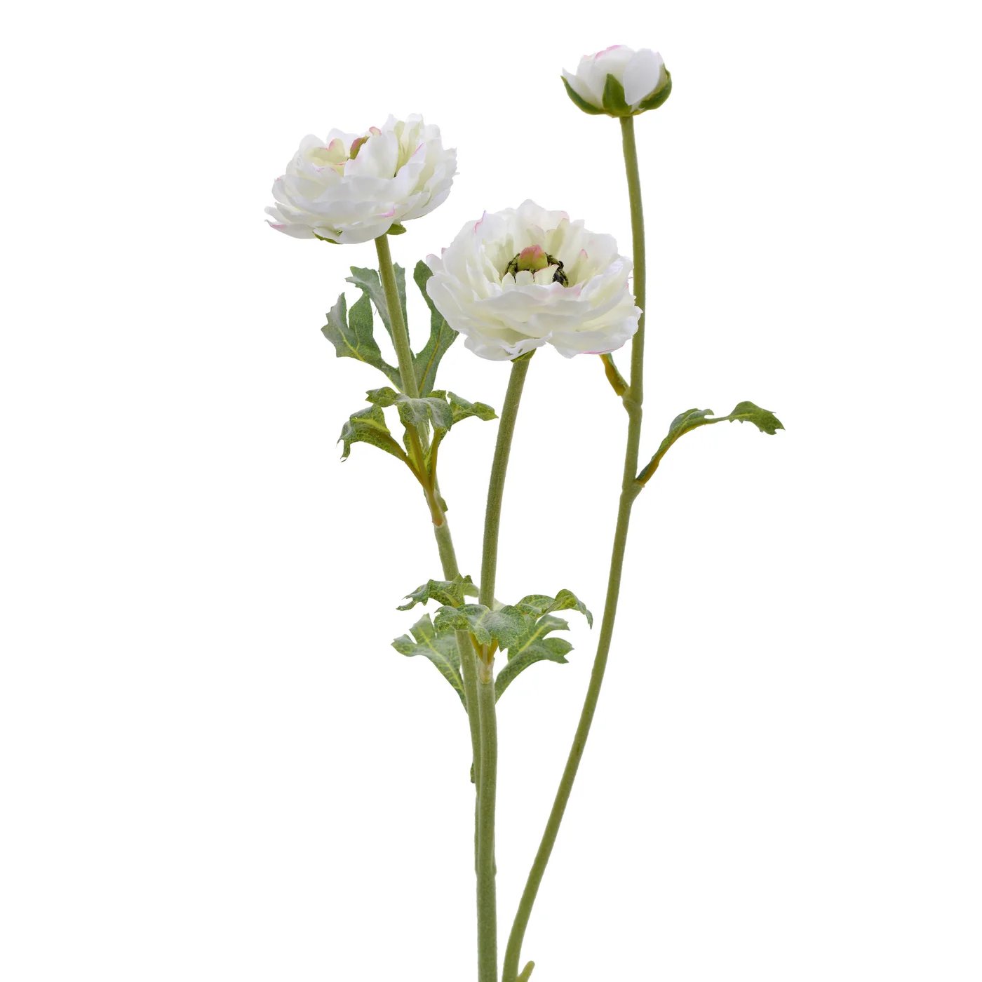 Winward 18.5" Open Ranunculus