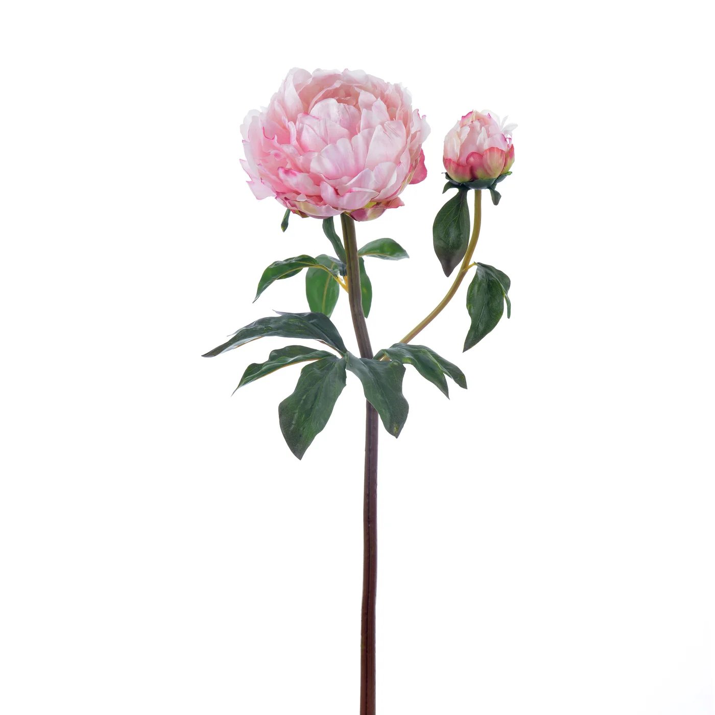 An image of Winward 21.5" Peony Open Stem