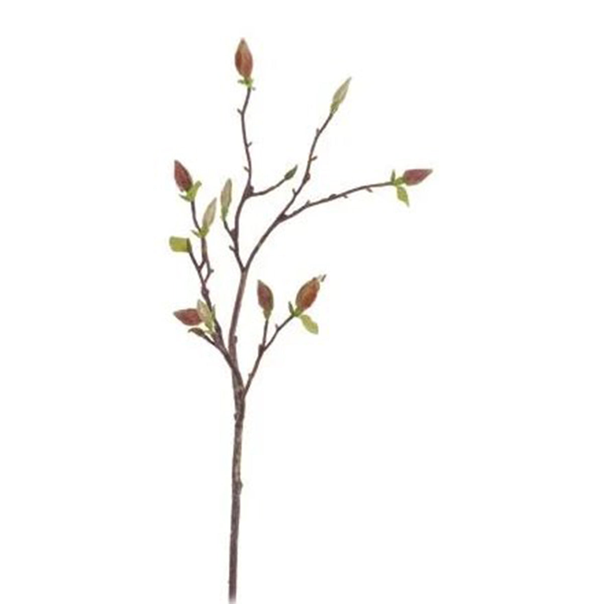 Winward Natural Magnolia Tree Bud Branch