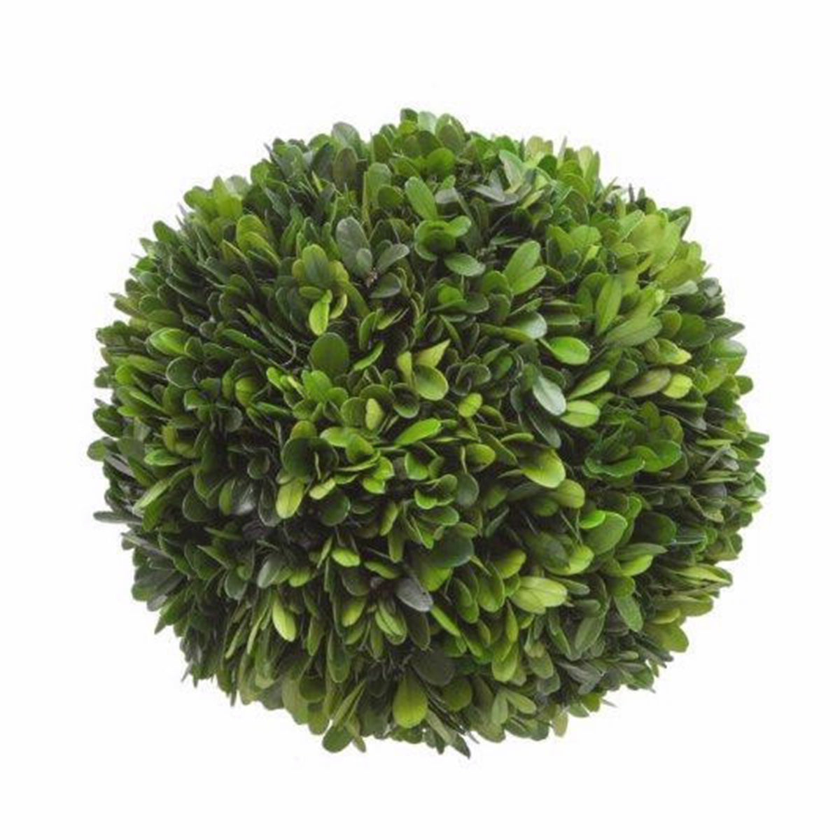 Winward Boxwood Ball 8" Green