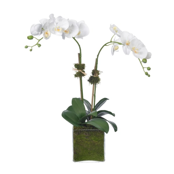 An image of Diane James Home Phalaenopsis Orchids in Glass Cube