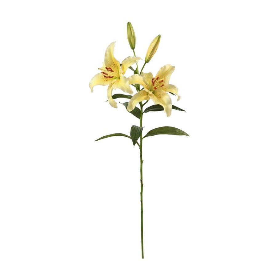 An image of Winward Yellow Lily Rubrum