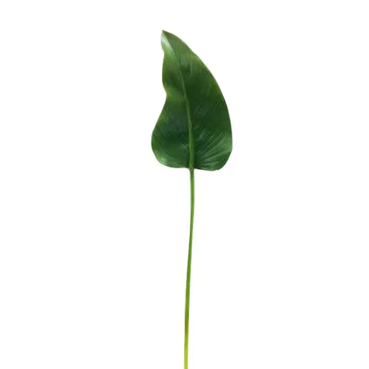 An image of Winward 33" Green Calla Leaf