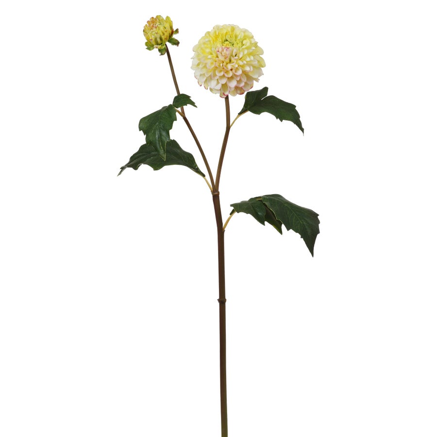 Winward Dahlia 20" Stem