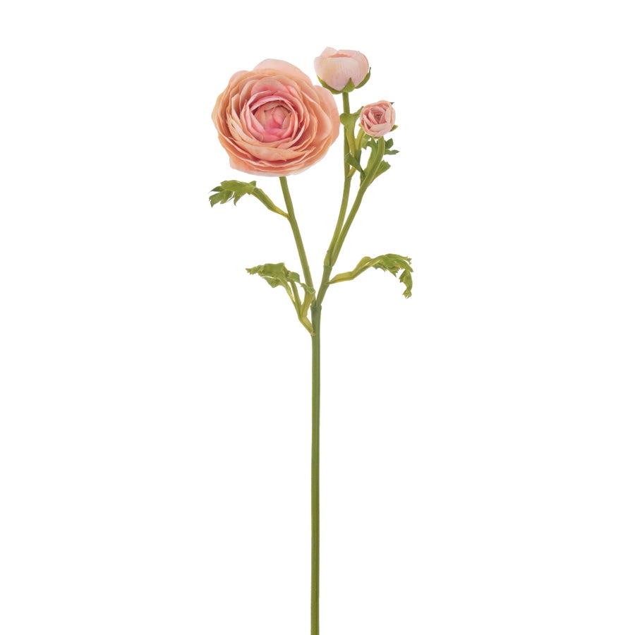An image of Winward Ranunculus 22.5" Stem
