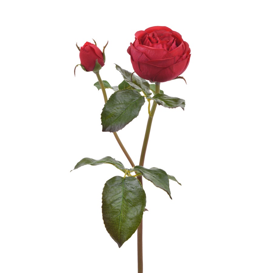 Winward 20" Rose English Cambridge Stem