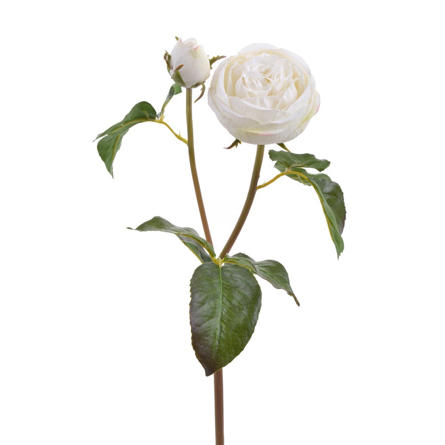 Winward 20" Rose English Cambridge Stem