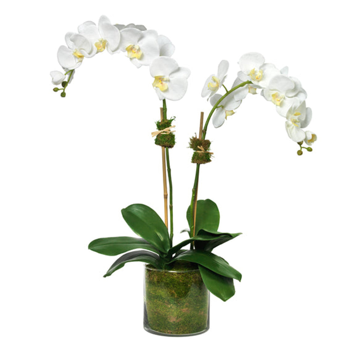 Diane James Phalaenopsis orchid, 2 stems, in glass cylinder