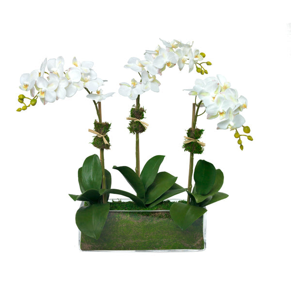 Diane James Phalaenopsis orchid, 3 stems, in glass rectangle