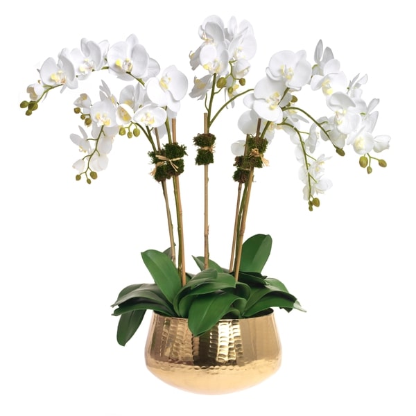 An image of Diane James Phalaenopsis orchid, 5 stems, in gold bowl - 34" x32"