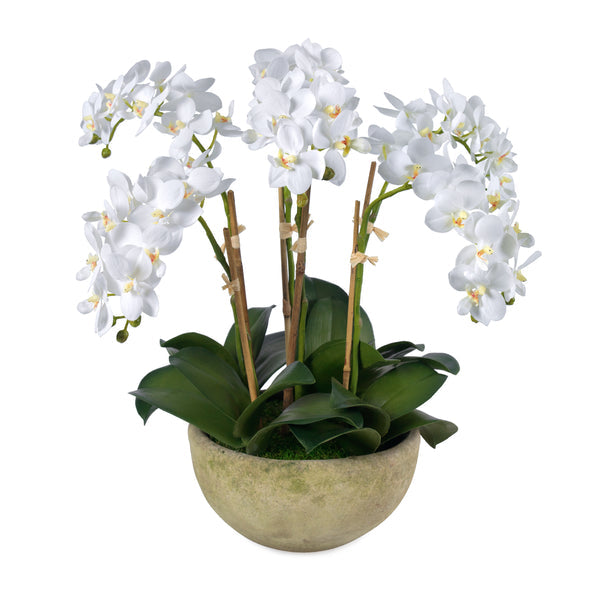 Diane James Small phalaenopsis orchids, 6 stems, in mossed bowl