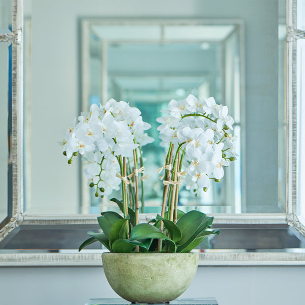 Diane James Small phalaenopsis orchids, 6 stems, in mossed bowl