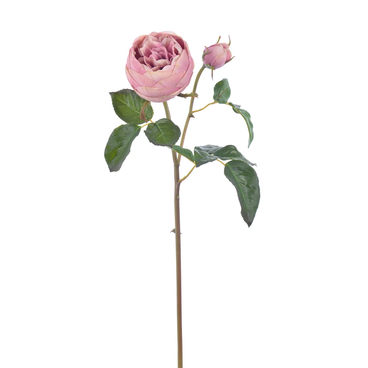 An image of Winward 19" Rose English Short Stem